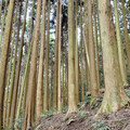 苗栗南庄加里山步道大坪段已無餘蜂徘徊 自10/23日起恢復通行