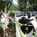 臺南柳營牛奶節德元埤荷蘭村登場 歡迎來暢遊支持國產鮮乳