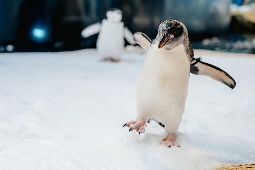 海生博物館12/7海寶大冒險 全新Silent Disco耳機遊行派對夜探水族館