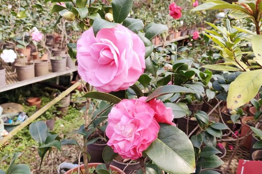 漫遊茶花園、體驗農遊趣 竹市茶花季推出以茶花為主題特色農遊行程