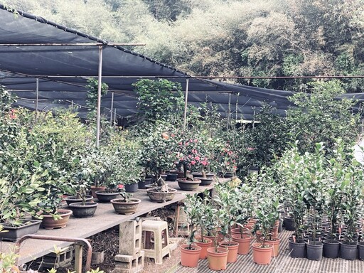 漫遊茶花園、體驗農遊趣 竹市茶花季推出以茶花為主題特色農遊行程