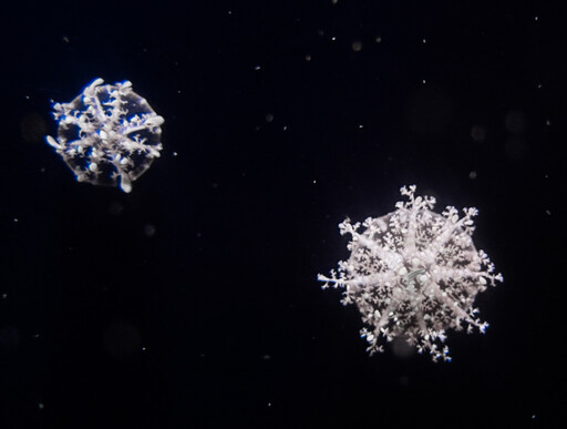 屏東海生館水下聖誕花圈吸引魚兒搶食 仙后水母夢幻朵朵雪花綻放