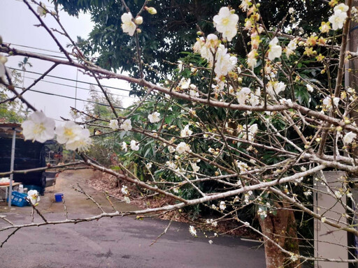 梅嶺早梅綻放 南警加強交通疏導管制