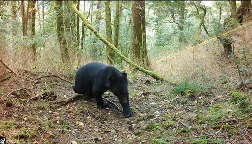 部落民眾通報黑熊再現觀霧山區 猶如捎來山神祝福增添山林保育契機