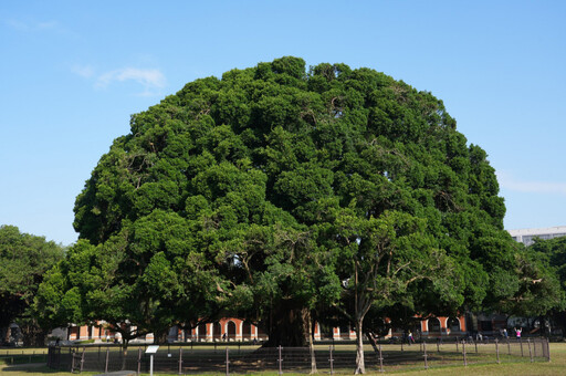 臺南地標成大榕園主榕樹大修剪 養護老樹根植未來健康更有型