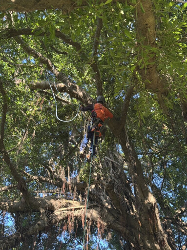 臺南地標成大榕園主榕樹大修剪 養護老樹根植未來健康更有型