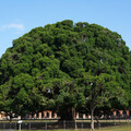 臺南地標成大榕園主榕樹大修剪 養護老樹根植未來健康更有型