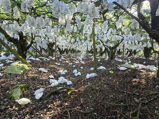 楊桃、棗子損失慘重 立法委員陳亭妃成功爭取立即勘災