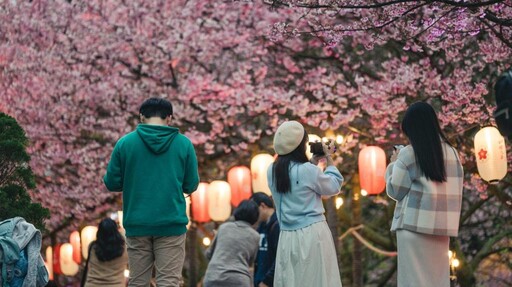 新北捷運推限定「櫻花一日票」淡水安坑都有櫻花可賞