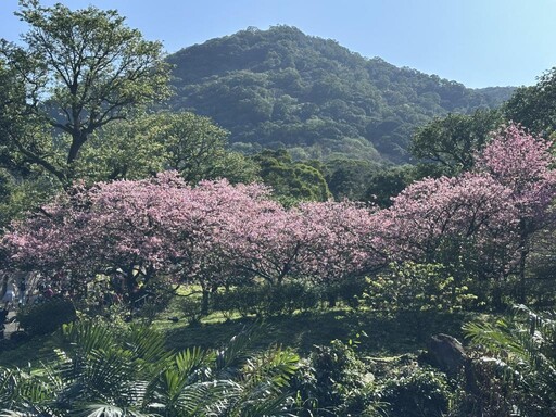 侯友宜初二淡水走春 邀請市民朋友來天元宮走春賞櫻過好年