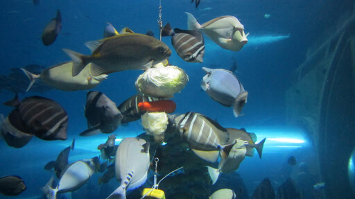 屏東海生館為館內企鵝白鯨海洋生物圍爐紀實大解密