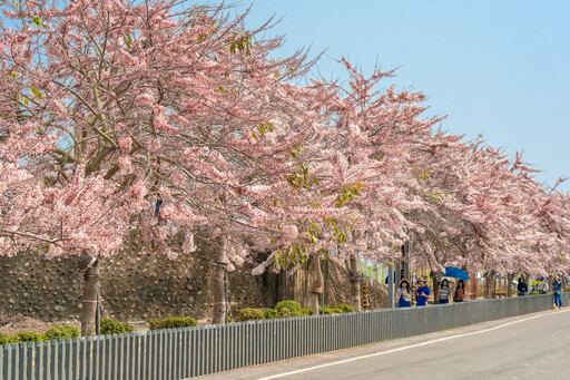 3月國際蘭展在臺南！蘭花米香花海在後壁