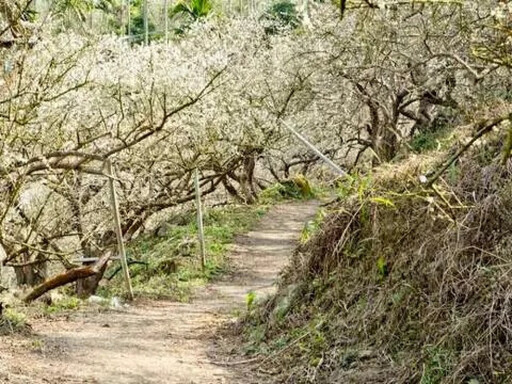 美食泡湯正得時！春暖花開遊山區