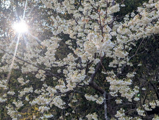 粉紅大軍來襲 清境農場櫻花怒放中