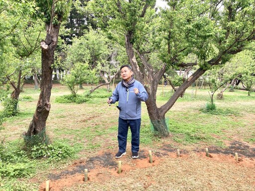 搶救60年古梅 清華大學攜手校友慨捐共同啟動梅園新生計畫