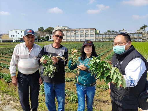 地瓜寒害災損嚴重 陳亭妃通報農業部儘速協助農民