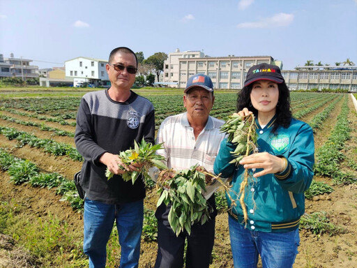 地瓜寒害災損嚴重 陳亭妃通報農業部儘速協助農民