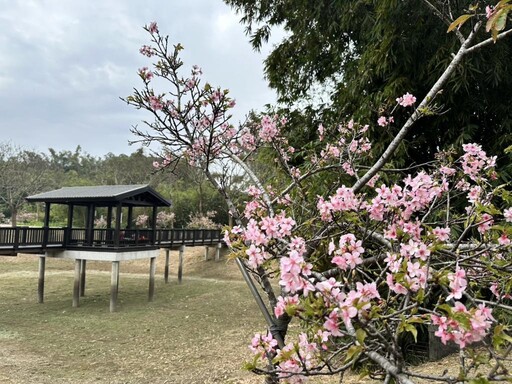 228連假賞花來這！水道博物館4大花海盛開 櫻木花道大爆發