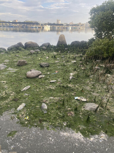 港濱歷史公園岸邊魚屍紅樹林裡面垃圾應清理