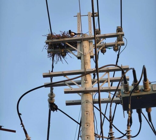 春雷驚蟄宣誓！台電台南區處穩定供電再升級