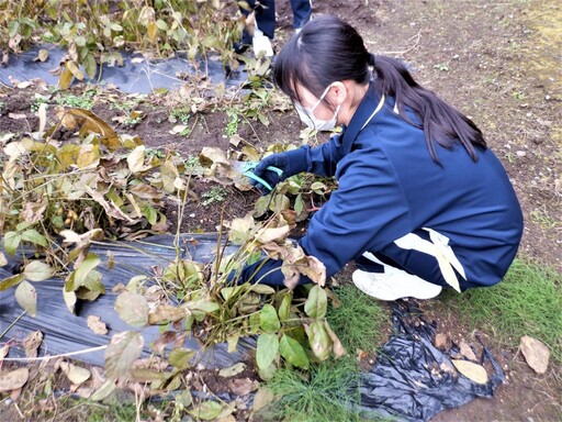 新北「食農教育」臺日交流 跨國共享新體驗！