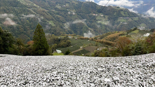 桃園復興上巴陵降雪 智慧農業防災平台超前部署預警防寒害