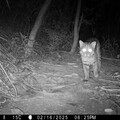 石虎現蹤！ 邊際土地認養串聯國土綠網守護淺山野生動物的家