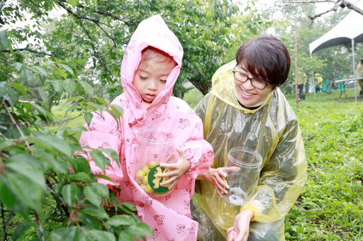 梅子節國姓梅香秘境 親子共享採梅客家餐趣