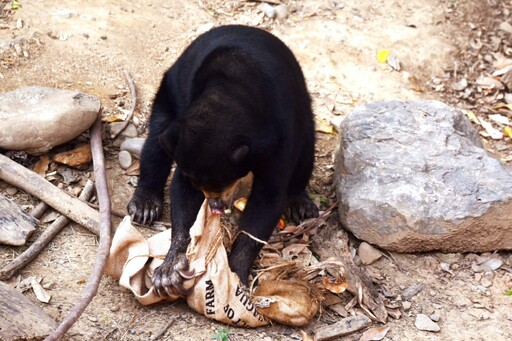 竹市動物園攜手Coach員工 設計老虎、馬來熊及浣熊專屬玩具落實CSR
