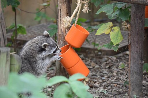 竹市動物園攜手Coach員工 設計老虎、馬來熊及浣熊專屬玩具落實CSR