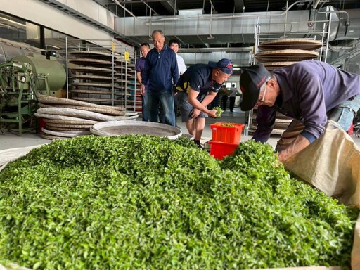 桃園東方美人茶製茶競賽吸引法國選手參賽成亮點 龍潭農友謝享世奪冠