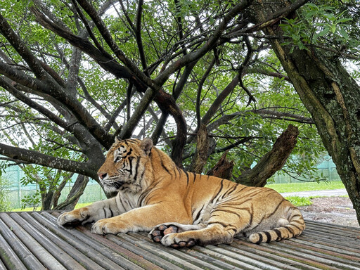 強強聯手動保交流合作 六福村四隻動物夥伴南遷高雄壽山動物園