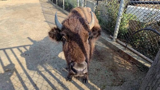 強強聯手動保交流合作 六福村四隻動物夥伴南遷高雄壽山動物園