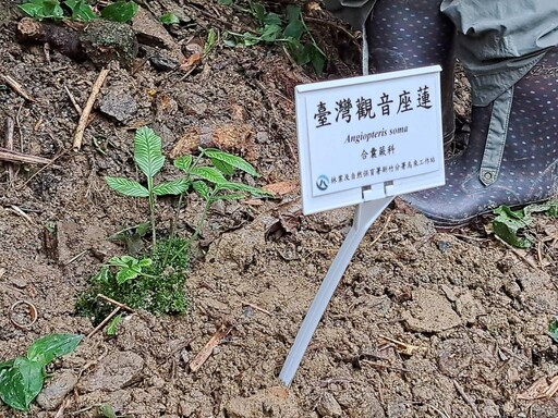 響應生物多樣性國際日 林保署舉新竹分署辦珍稀蕨類守護行動
