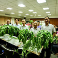 迎接端午穿木屐躦鯪鯉踩街 萬和宮志工挑揀250斤麻芛