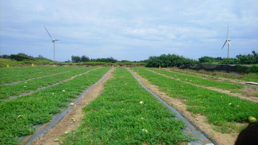 美味和藝術文化饗宴 苗栗2025後龍西瓜節6/7「龍來呷西瓜！」
