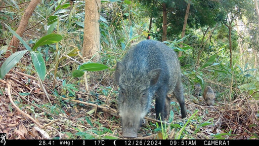 營造動物友善環境 林保署新竹分署優化三義造林地打造多樣棲息空間