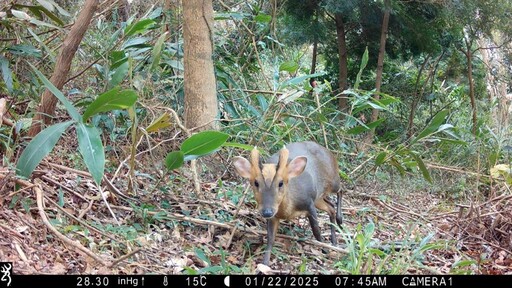 營造動物友善環境 林保署新竹分署優化三義造林地打造多樣棲息空間