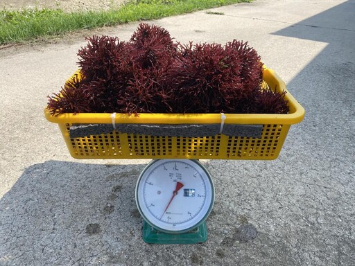 金門水試所販售麒麟菜 即日電洽登記購買