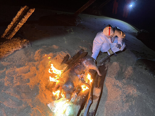 金門金寧慈堤岸際1海漂豬驗出非洲豬瘟 豬隻產品暫禁銷臺