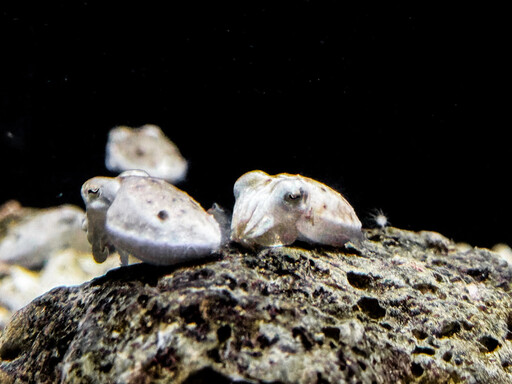 超萌虎斑烏賊寶寶驚現屏東海生館 夏日海洋季探海底生命奧秘