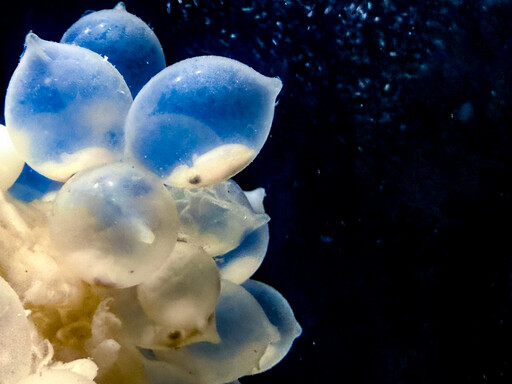 超萌虎斑烏賊寶寶驚現屏東海生館 夏日海洋季探海底生命奧秘