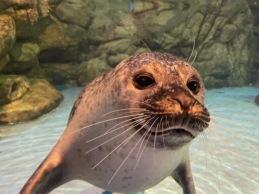 屏東海生館超萌海豹與美女飼育員逗趣引熱議