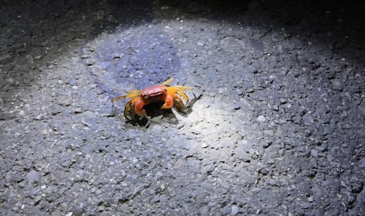 夜宿海生館帶你邂逅陸蟹護幼之旅 透明卵鞘見證鯊魚新生