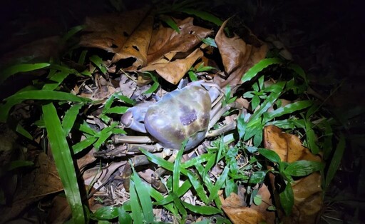 夜宿海生館帶你邂逅陸蟹護幼之旅 透明卵鞘見證鯊魚新生