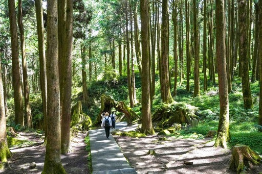 阿里山森林鐵道蒸汽專列檜木列車10/16限定啟程