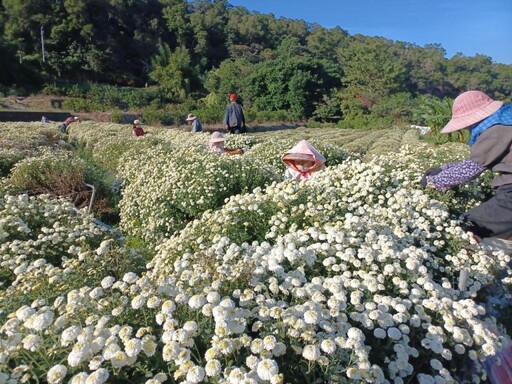 體驗採花女一日生活 林保署新竹分署邀大家11/30來場杭菊香氣之旅