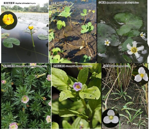 在地守護受威脅水生植物生機 桃園埤塘書寫動人的自然解方故事