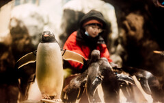 屏東海生館愛在海洋聖誕節登場 打卡送限定明信片 再抽與超萌企鵝體驗