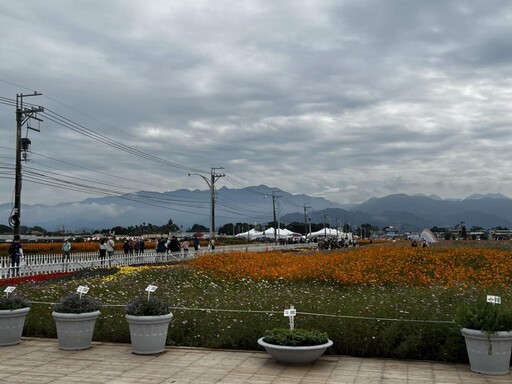 新社花海花毯節人氣旺 橘色波斯菊、紅色百日草、本週大爆發